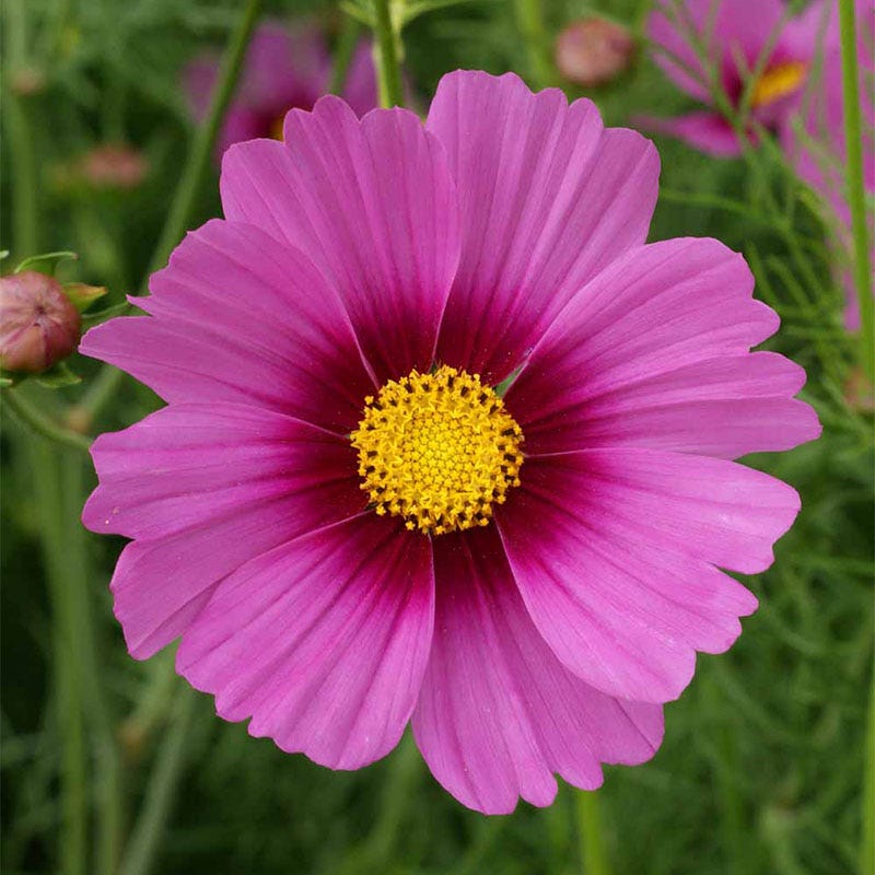 Radiance Cosmos Seeds - Image 2