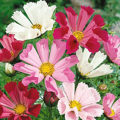 Sea Shells Cosmos Seed Mix - Image 4