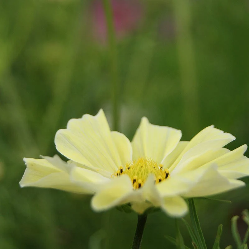 Sunset Yellow Cosmos Seeds - Image 2