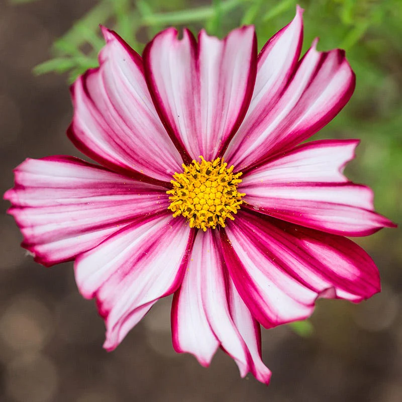 Velouette Cosmos Seeds - Image 2