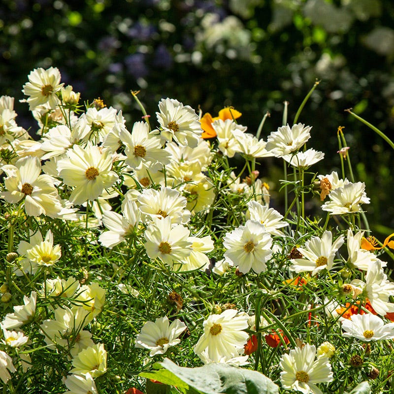 Xanthos Cosmos Seeds - Image 2