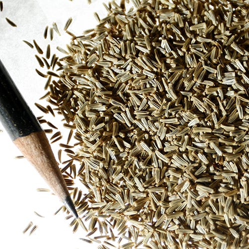 Creeping Daisy Seeds - Image 3
