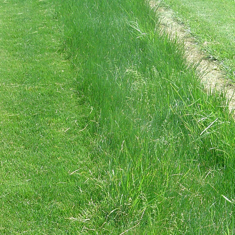 Creeping Red Fescue Grass Seeds - Image 2
