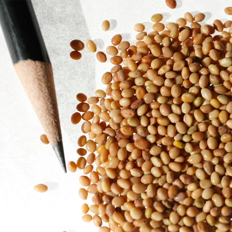 Crimson Clover Seeds - Image 7