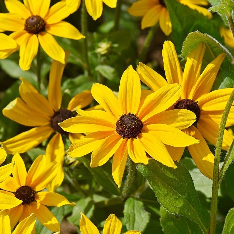 Deer Resistant Pre-Planned Garden - Image 10