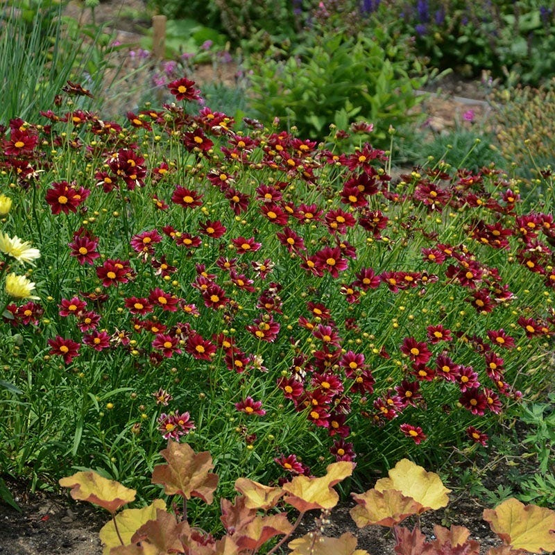 Deer Resistant Pre-Planned Garden - Image 2