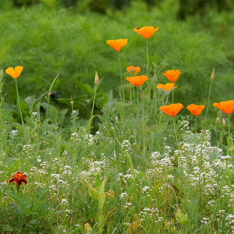 Deer Resistant Wildflower Seed Mix - Image 2