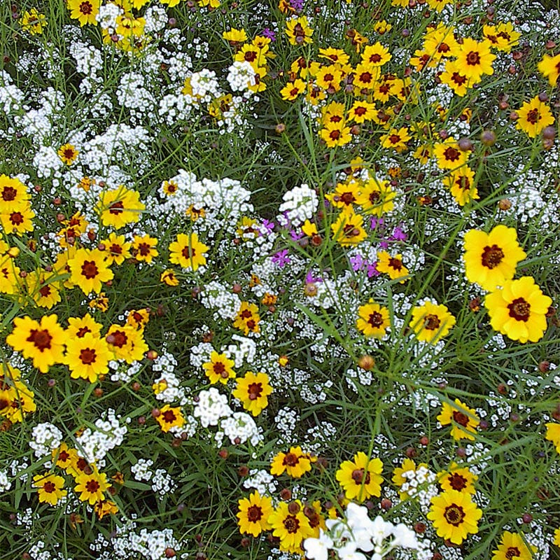 Deer Resistant Wildflower Seed Mix - Image 6