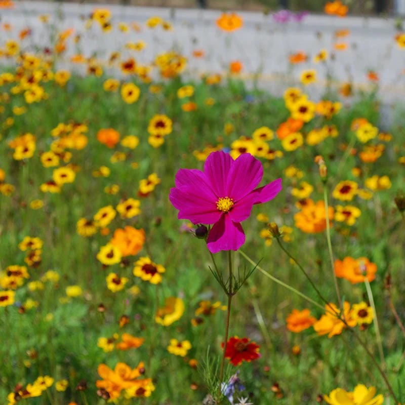 DOT Show Stopper Wildflower Seed Mix - Image 2