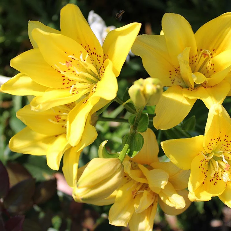 Fata Morgana Double Asiatic Lily