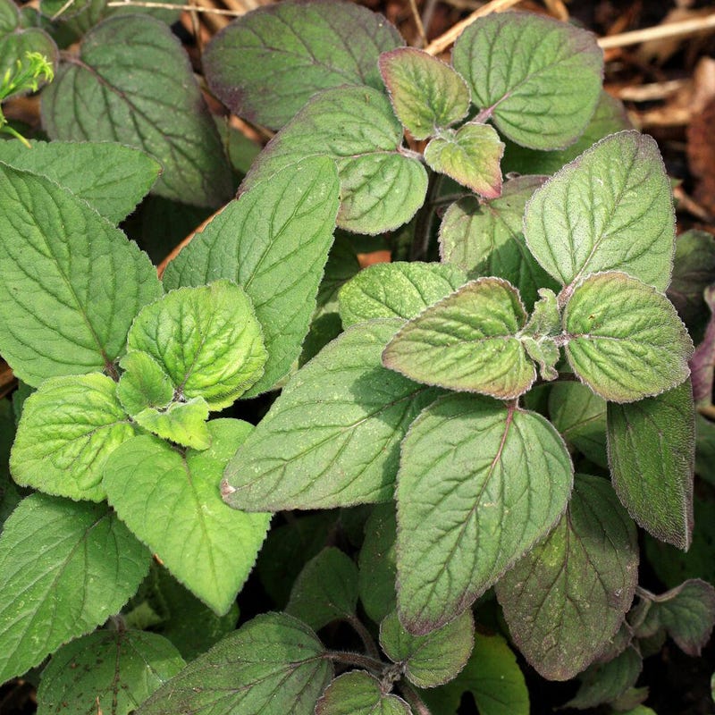 Downy Wood Mint Seeds