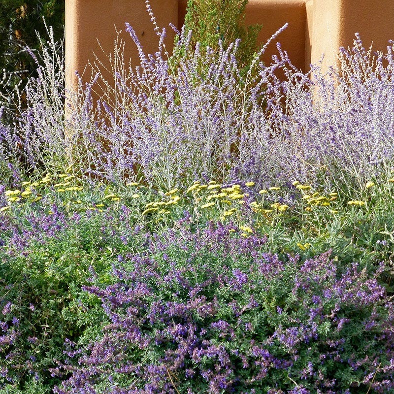 Dreamy Meadow Pre-Planned Garden - Image 4