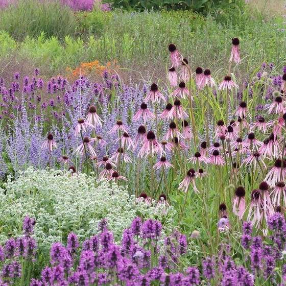 Dreamy Meadow Pre-Planned Garden - Image 5