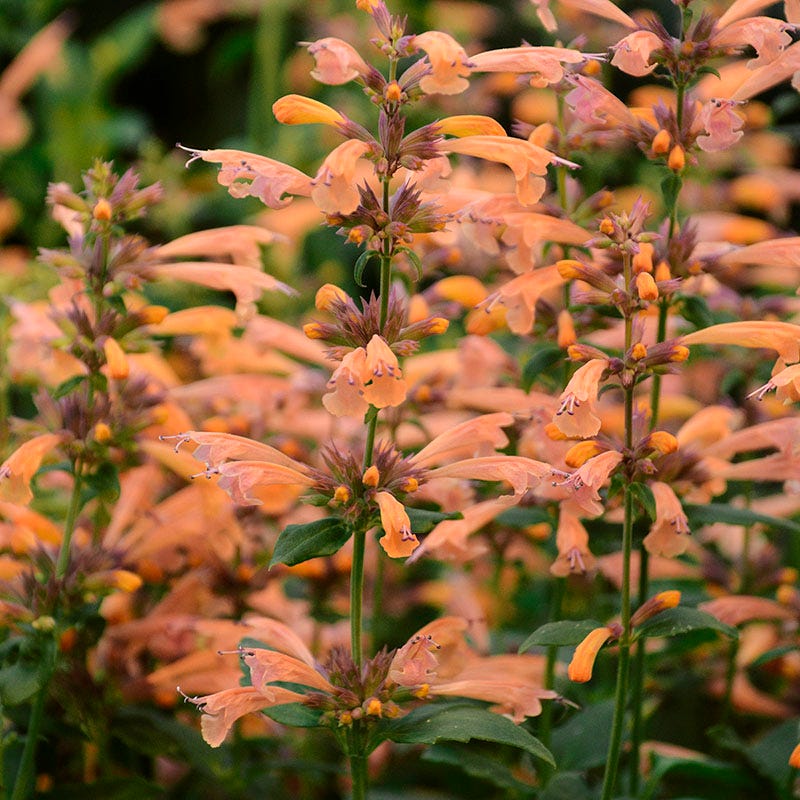 Dreamy Meadow Pre-Planned Garden - Image 7