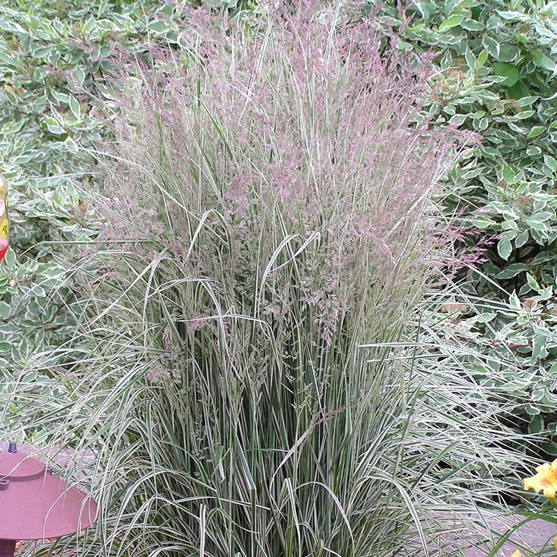 Dreamy Meadow Pre-Planned Garden - Image 9