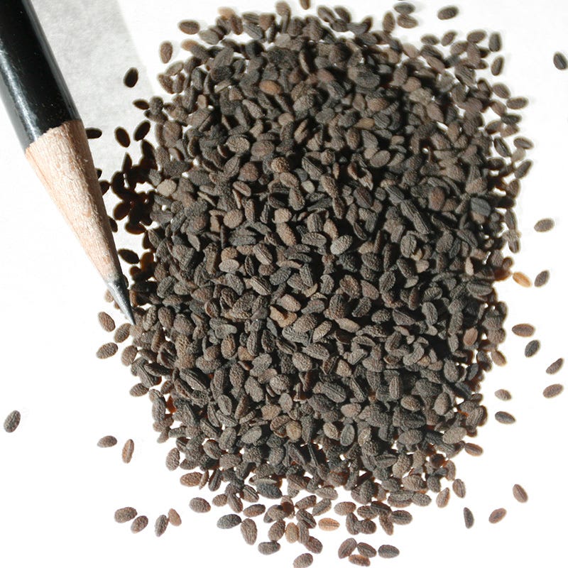 Drummond Phlox Seeds - Image 3