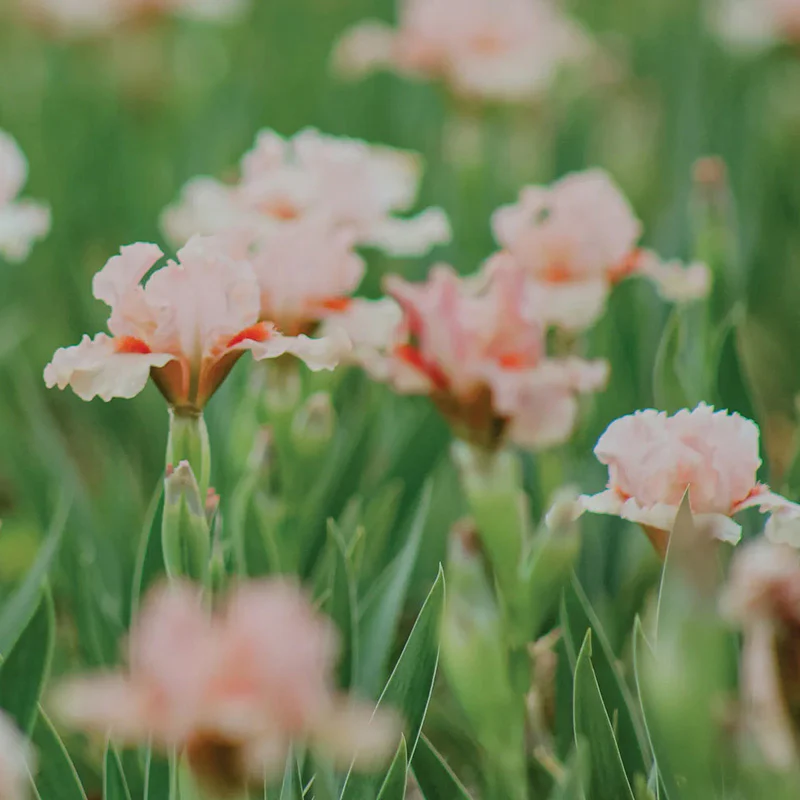Portland Pink Dwarf Bearded Iris - Image 2
