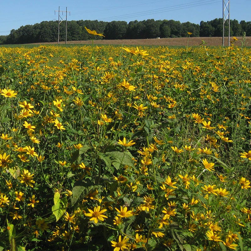 Early Sunflower Seeds - Image 2