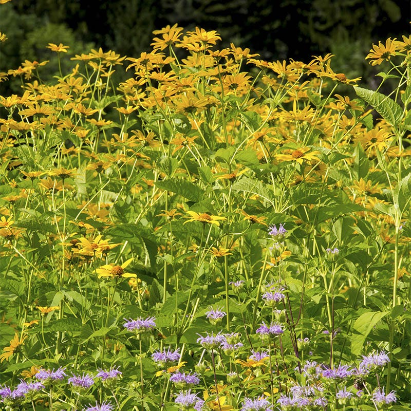 Early Sunflower Seeds - Image 5