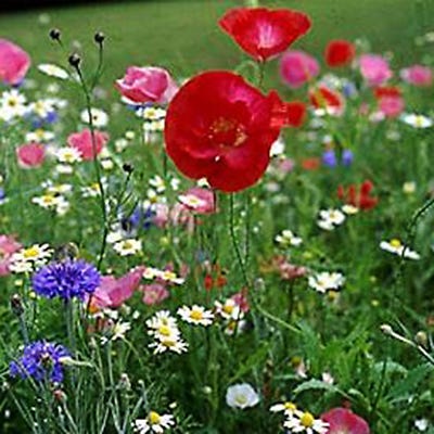 Earth Laughs in Flowers Seed Packet - Image 4