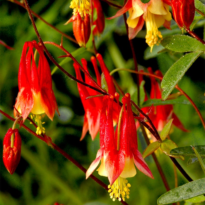 Eastern Red Columbine Seeds