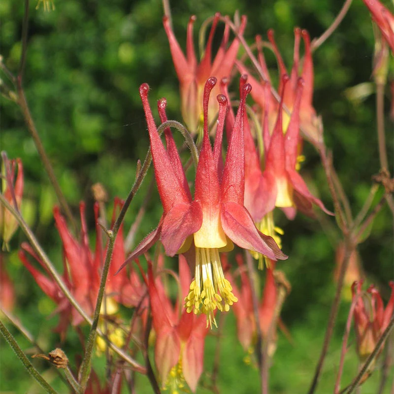 Eastern Red Columbine Seeds - Image 2