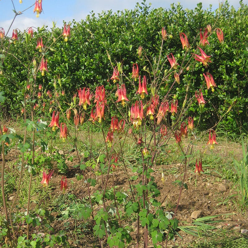 Eastern Red Columbine Seeds - Image 6
