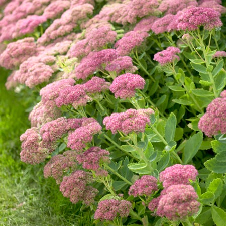 Summer Long Blooms Pre-Planned Garden - Image 4