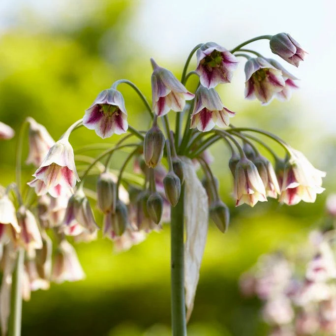 Mediterranean Bells