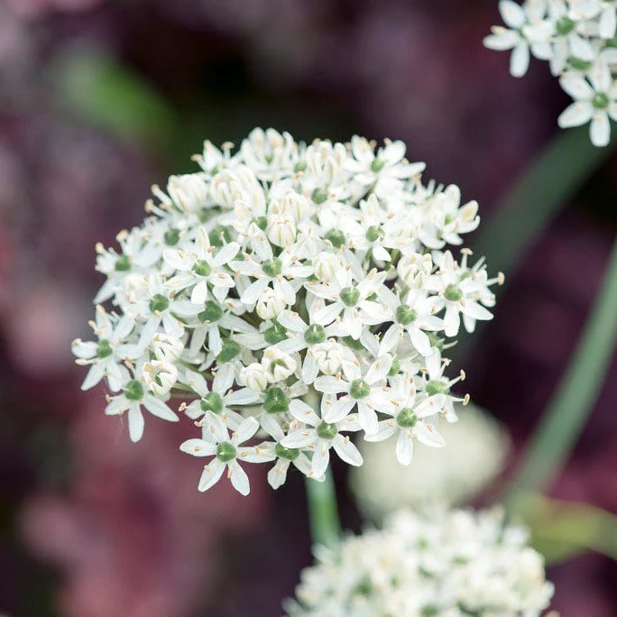 Allium nigrum