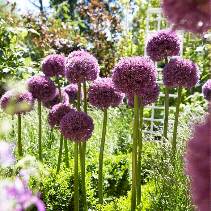 Pinball Wizard Allium - Image 2