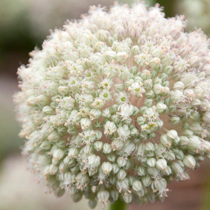 Ping Pong Allium