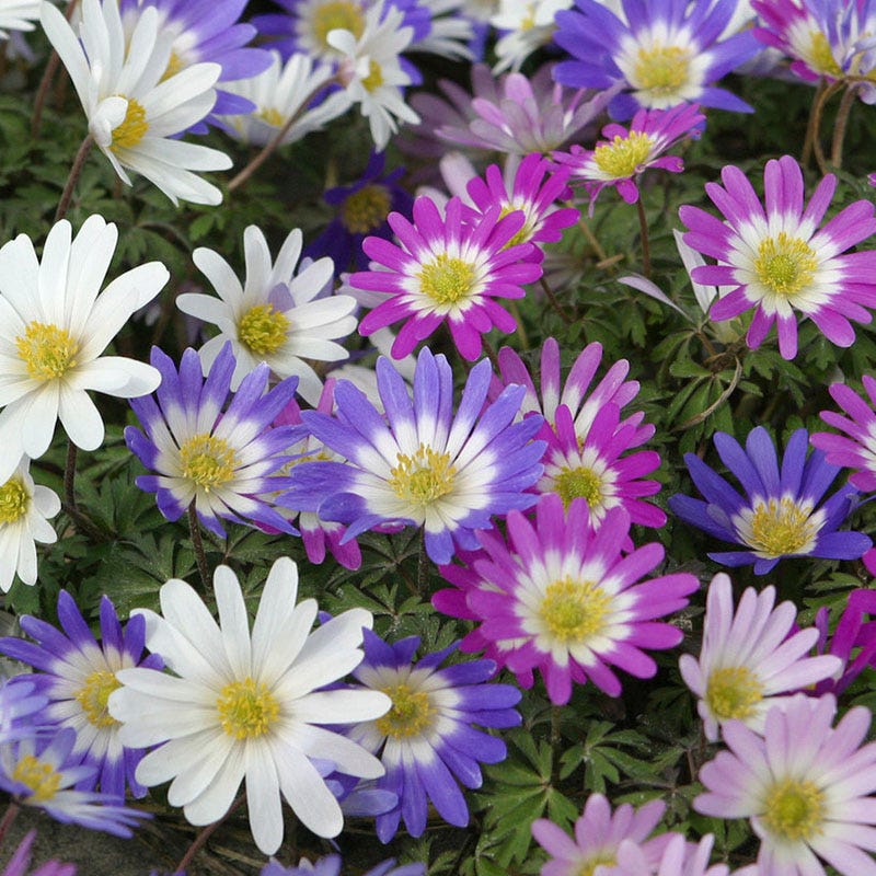 Anemone blanda Mix - Image 2