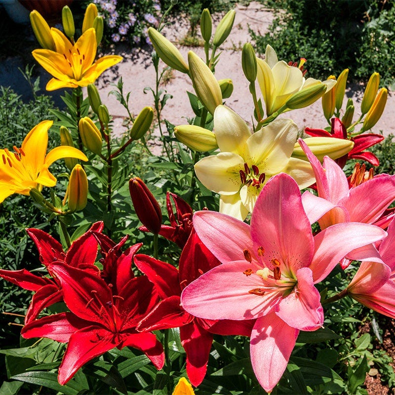 Asiatic Lily Mix
