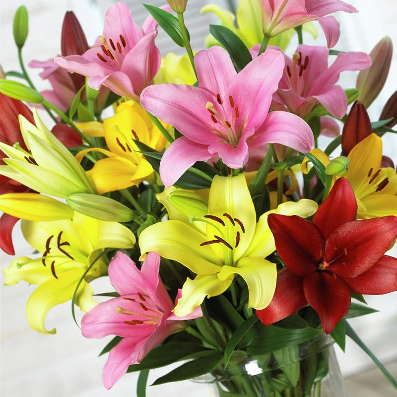 Asiatic Lily Mix - Image 4