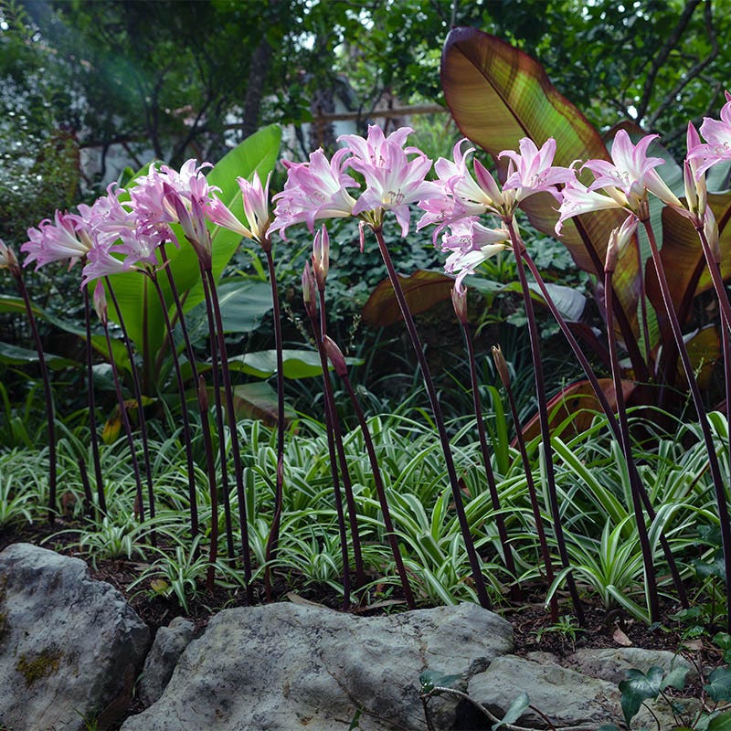 Belladonna Lily - Image 4