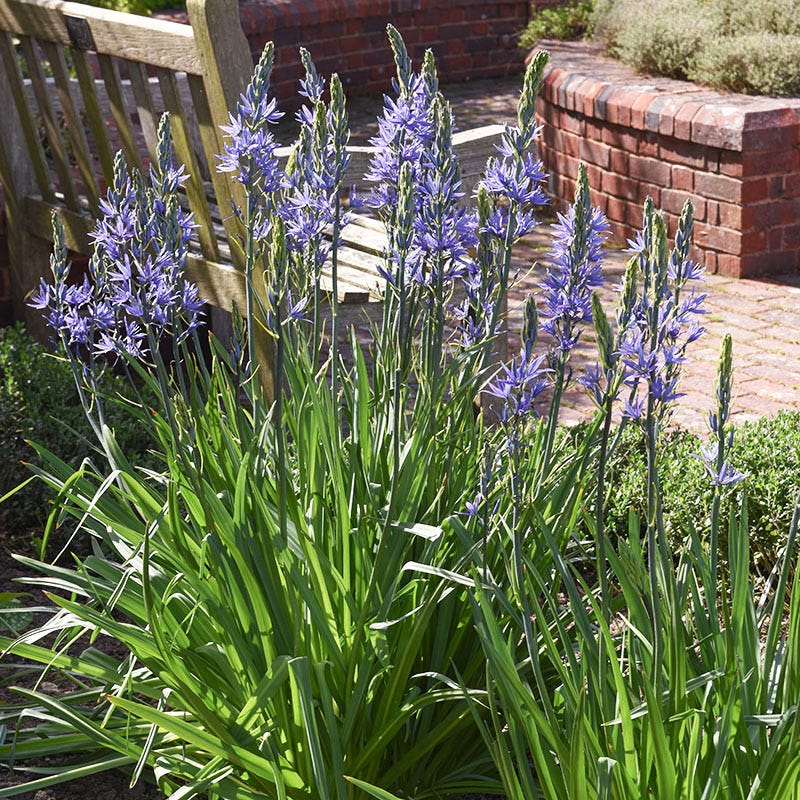 Camassia Lily