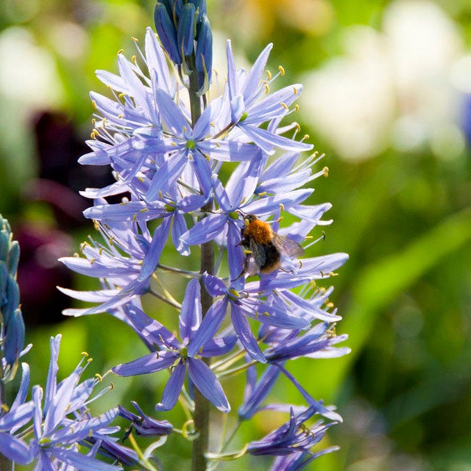 Camassia Lily - Image 2