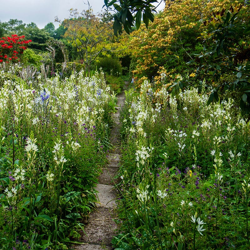White Camassia Lily - Image 3