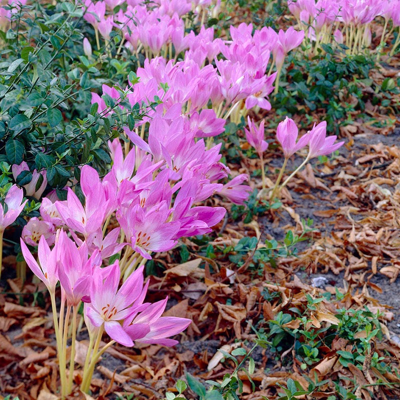Giant Colchicum - Image 3