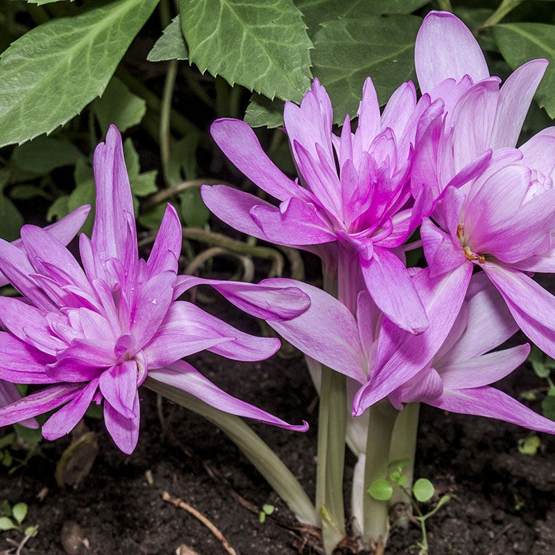 Water Lily Colchicum - Image 3