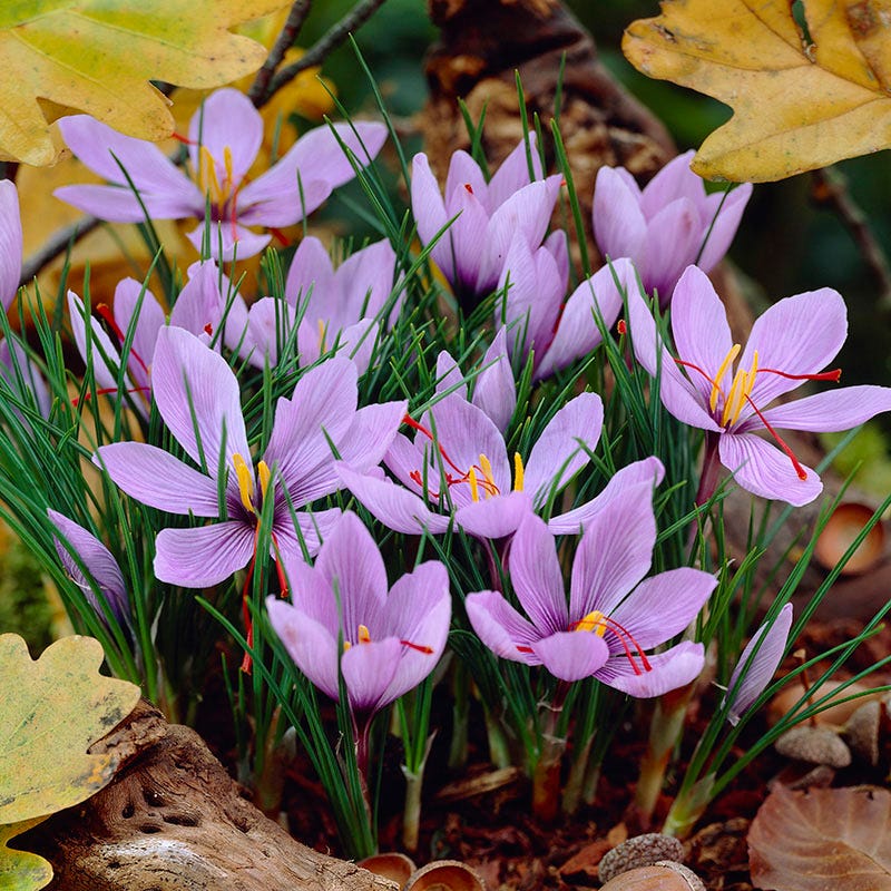 Saffron Crocus - Image 3