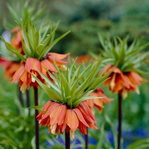 Red Crown Imperial
