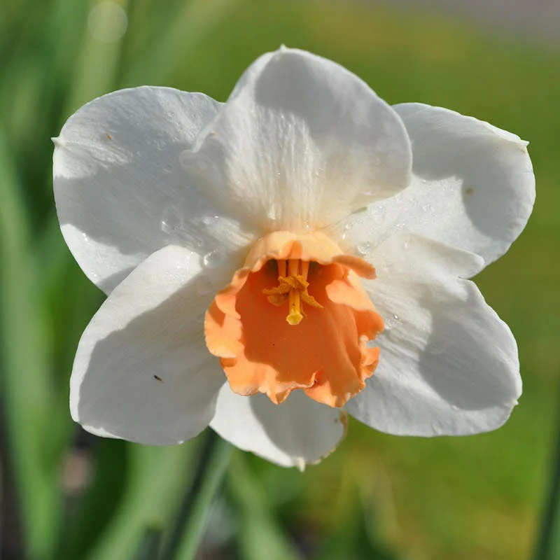 Cool Flame Large Cupped Daffodil