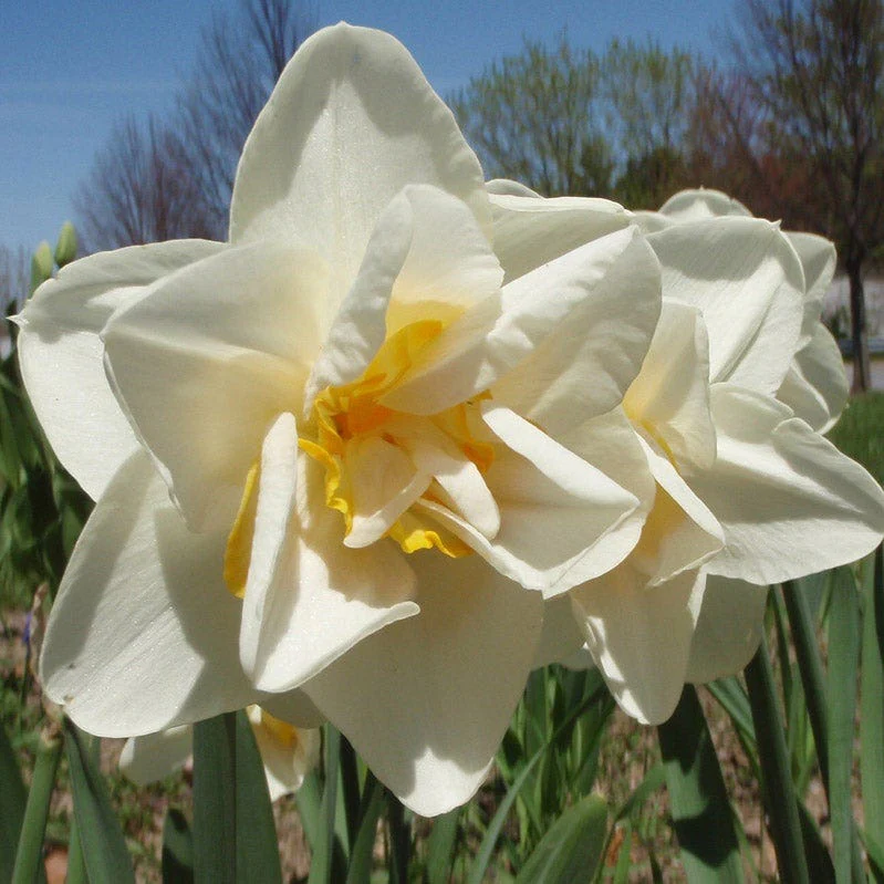 Deer Resistant Daffodil Bulb Collection - Image 2