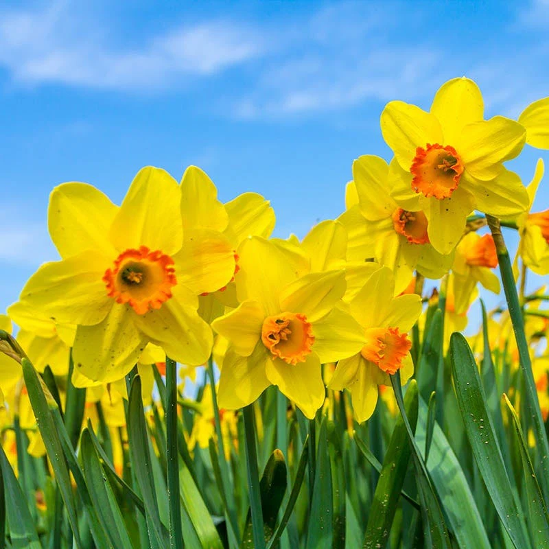 Deer Resistant Daffodil Bulb Collection - Image 3