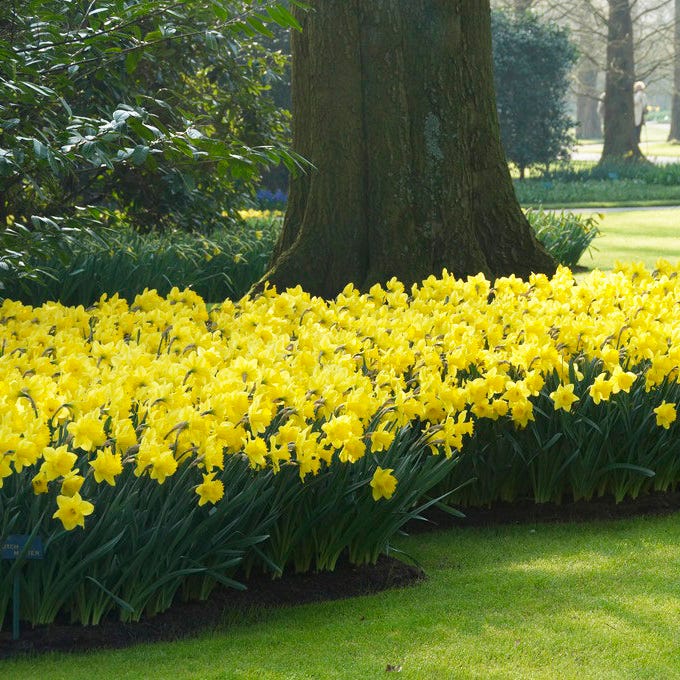 Dutch Master Trumpet Daffodil - Image 2