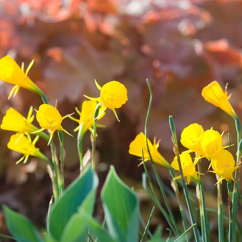 Golden Bells Daffodil - Image 2