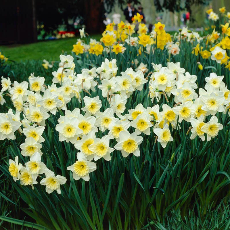 Ice Follies Large Cupped Daffodil - Image 2