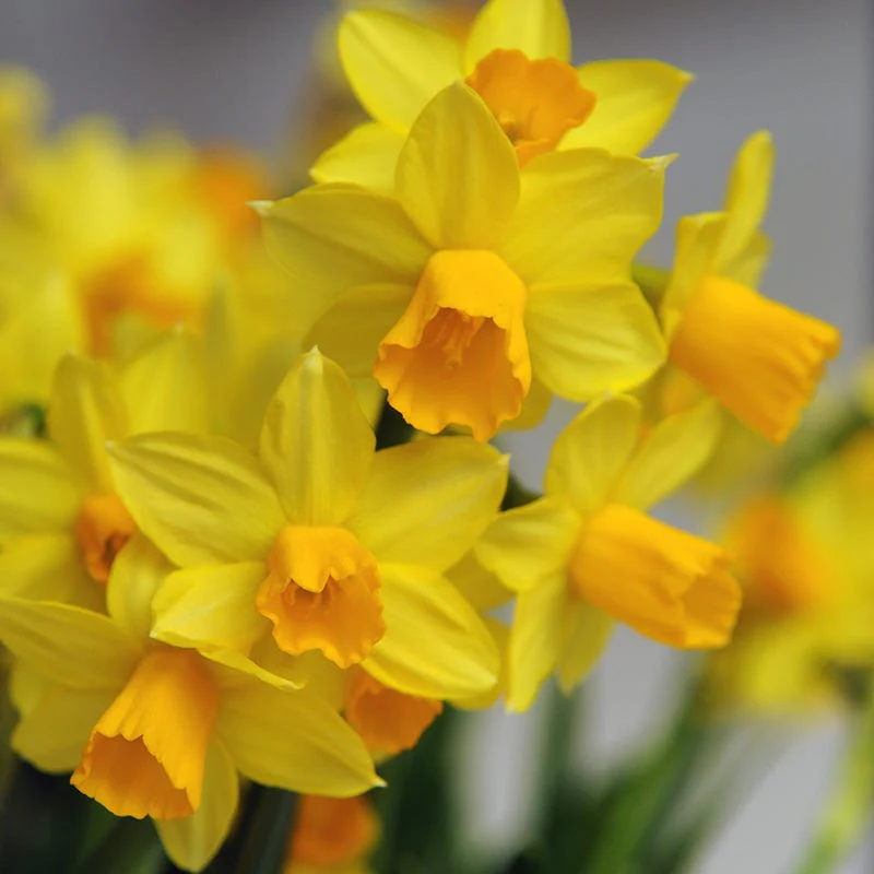 Jetfire Miniature Daffodil